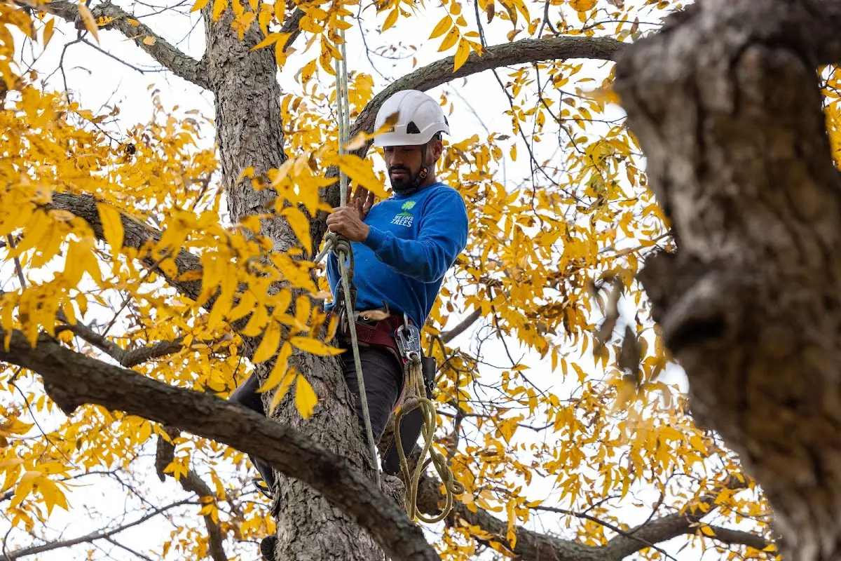 Skilled Storm Damage Cleanup crew working in Pearl