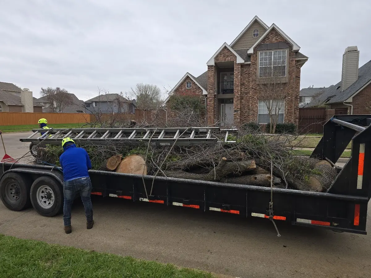 Expert Tree Fertilization with proper safety equipment in Pearl
